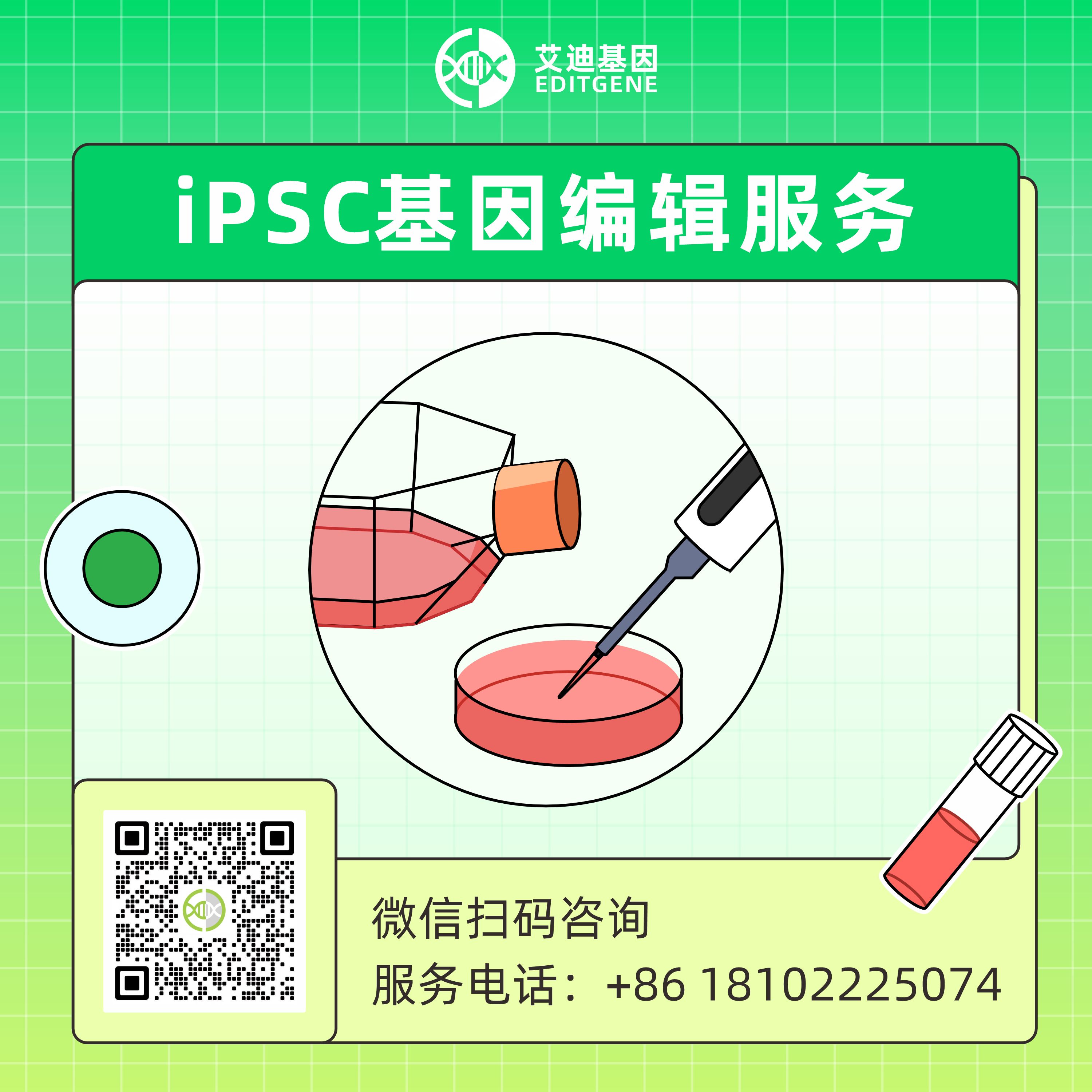 iPSC基因编辑服务(基因编辑的 iPS 细胞:敲除、敲入、点突变、过表达、干扰)