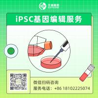 iPSC基因编辑服务（基因编辑的 iPS 细胞：敲除、敲入、点突变、过表达、干扰）