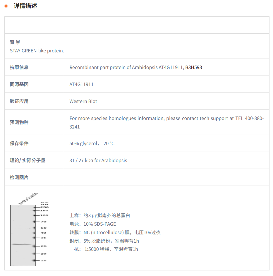 【植物抗体】Anti-STAY-GREEN-like pro