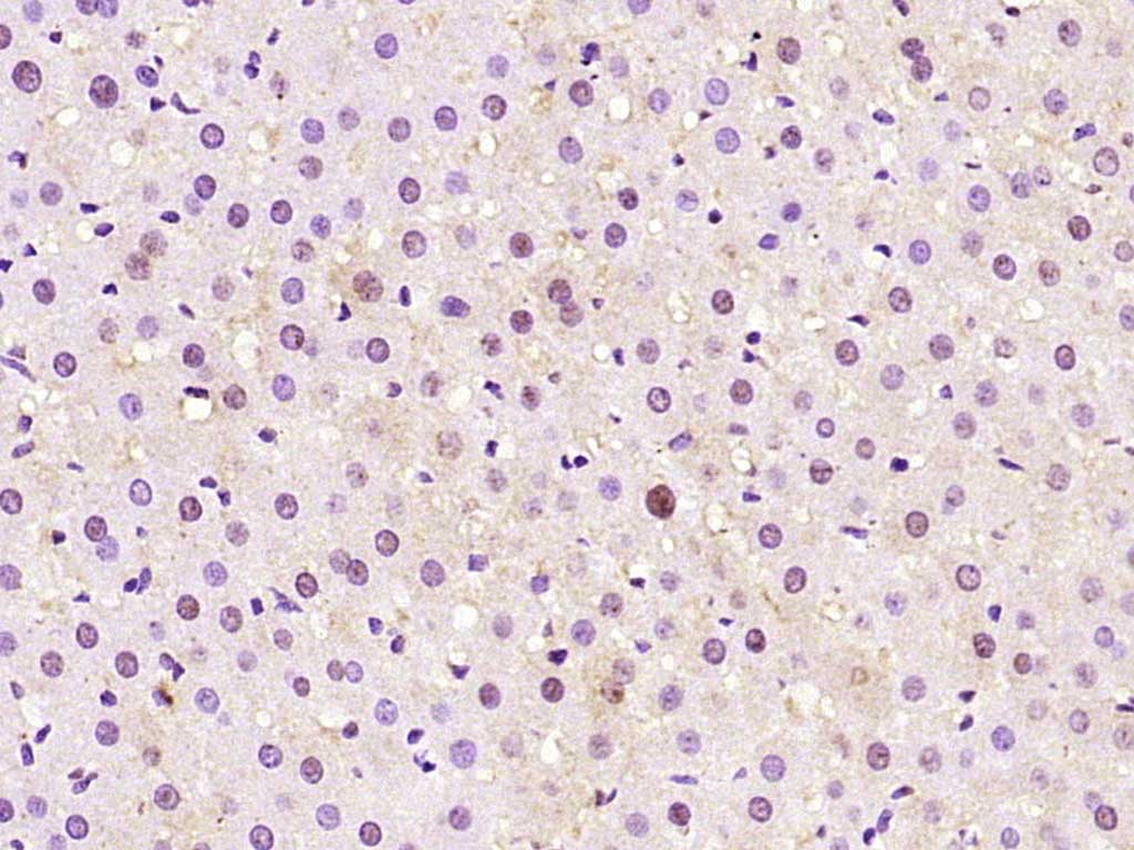 E2F3 Rabbit pAb(bs-21439R)-50u