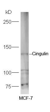 Cingulin Rabbit pAb(bs-13956R)