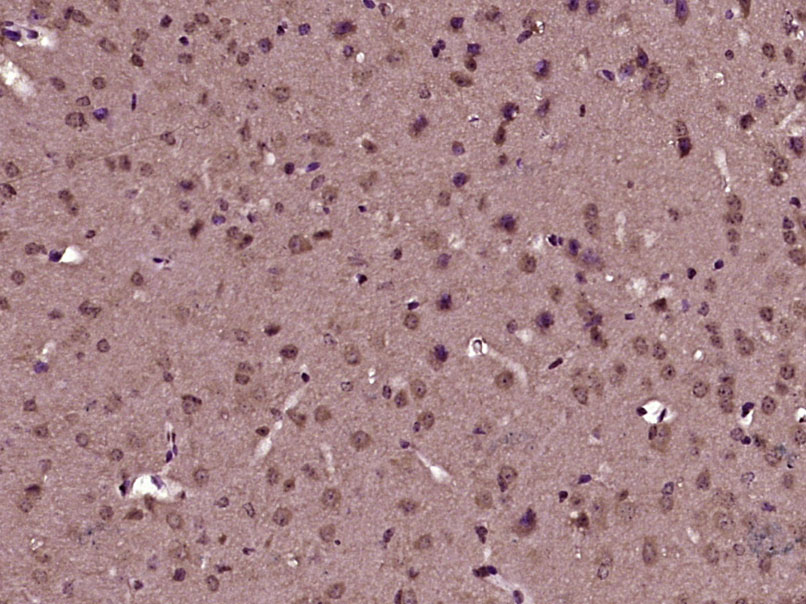 DUSP10 Rabbit pAb(bs-13035R)-5