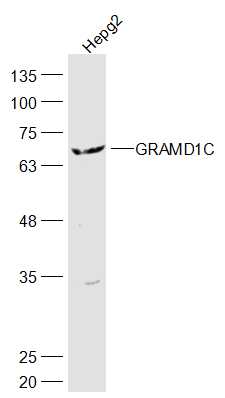 GRAMD1C Rabbit pAb(bs-16308R)-