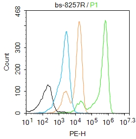 TBX1 Rabbit pAb(bs-8257R)-50ul