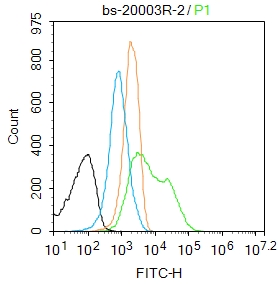RUNX2 Rabbit pAb(bs-20003R)-50