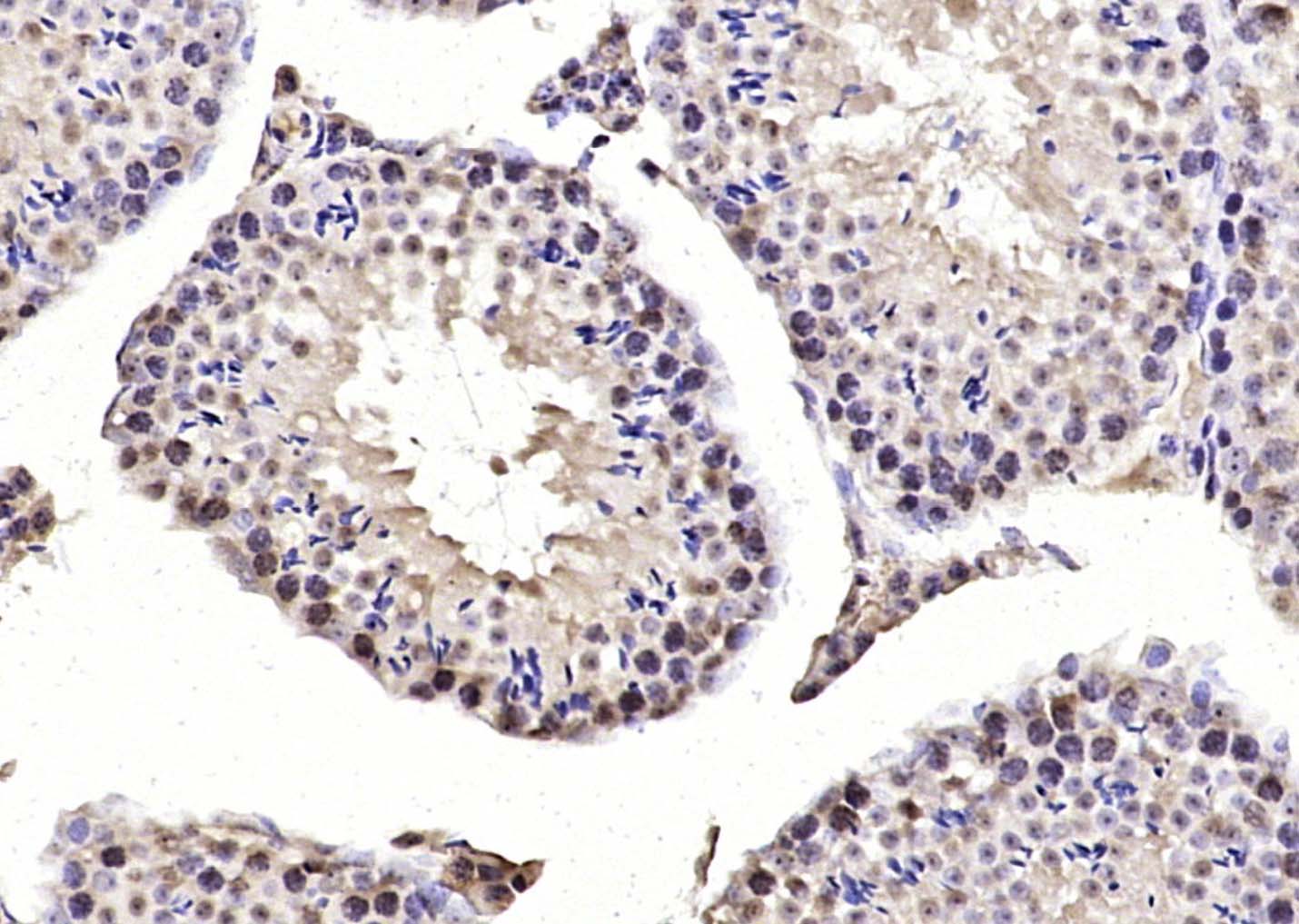 MIS12 Rabbit pAb(bs-7713R)-50u