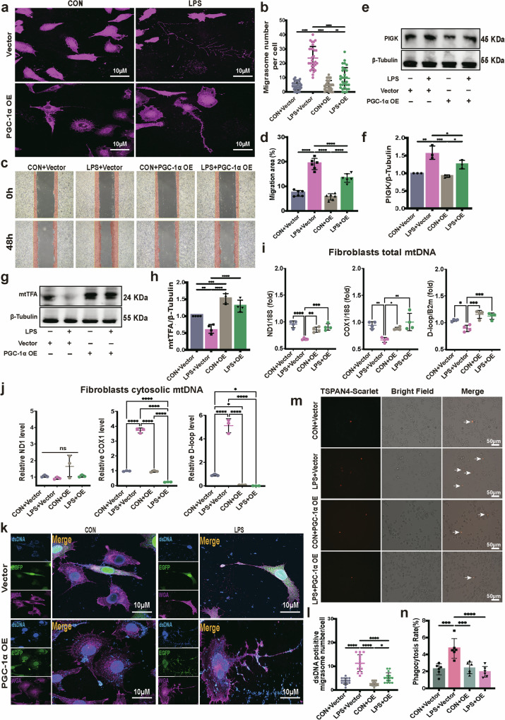 迁移体研究 迁移体研究