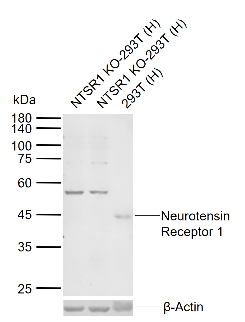 Neurotensin Receptor 1 Rabbit 