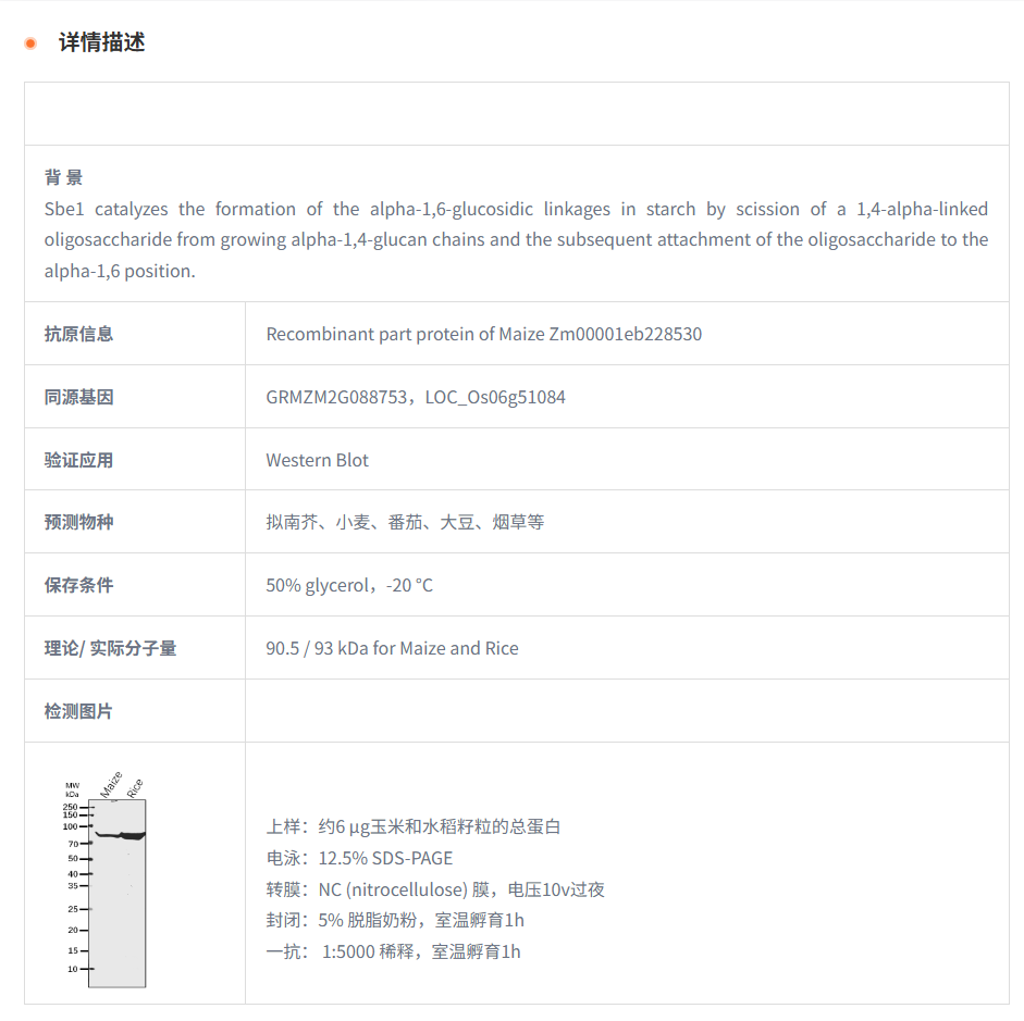 【植物抗体】Anti-Sbe1/ Starch-branch