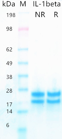 Recombinant human IL-1b protei