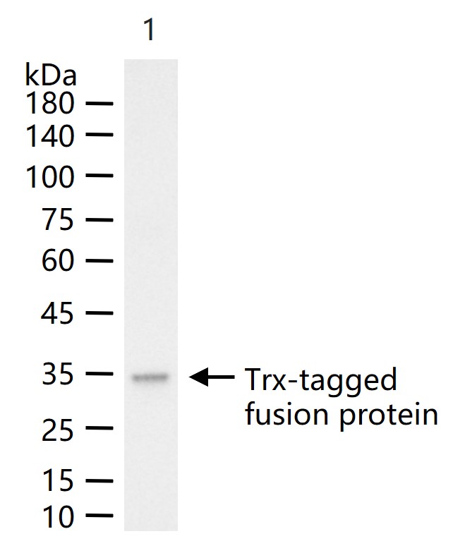 Trx-Tag Mouse mAb(bsm-33018M)-