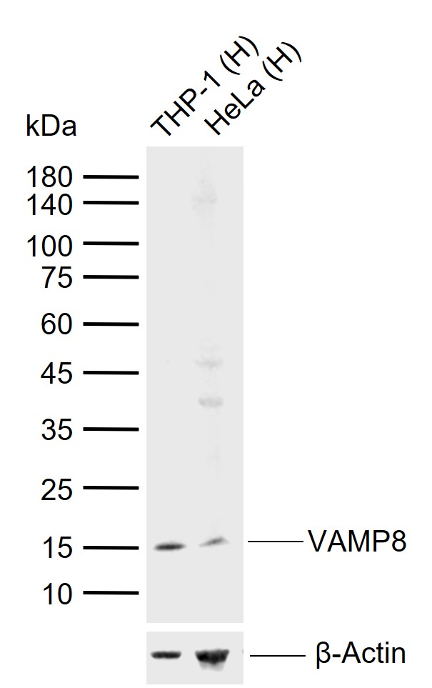 VAMP8 Mouse mAb(bsm-51432M)-50