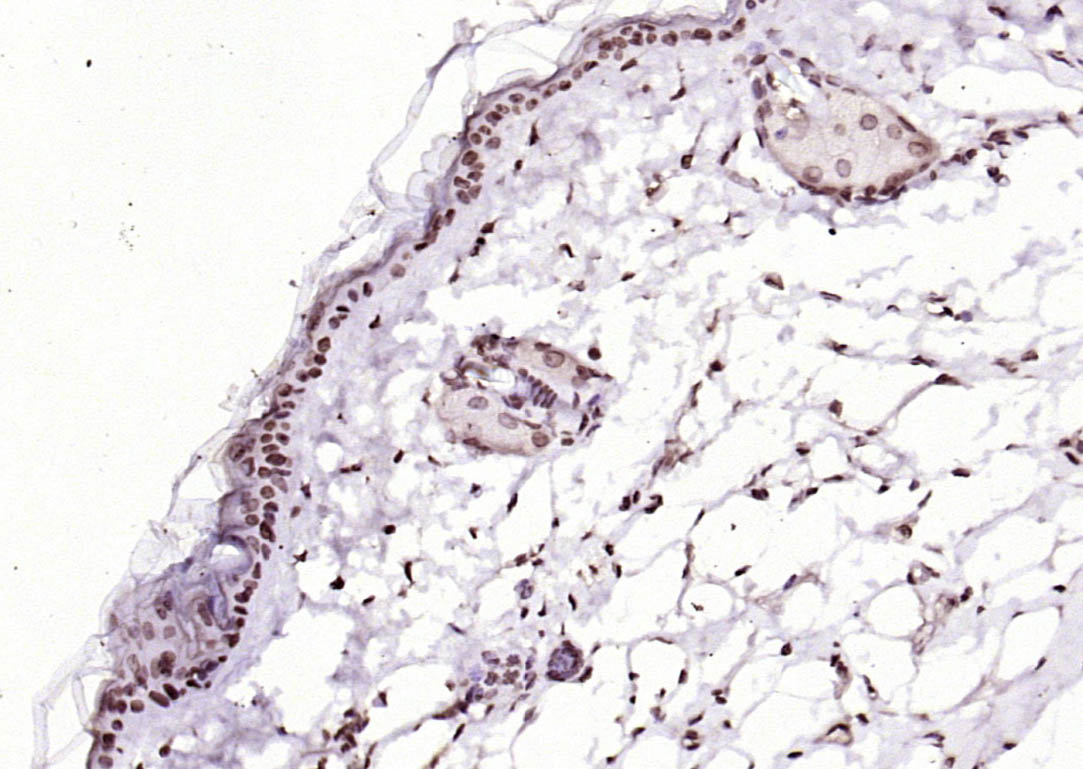 SIK1 Rabbit pAb(bs-6252R)-50ul