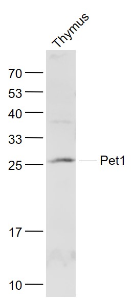 Pet1 Rabbit pAb(bs-11933R)-50u