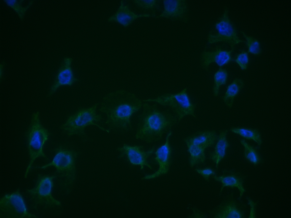 cGKI Rabbit pAb(bs-6705R)-50ul