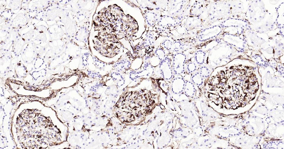 Vimentin Mouse mAb(bsm-33170M)