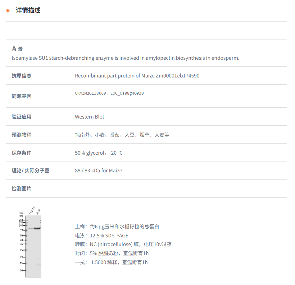 【植物抗体】Anti-SU1/ Isoamylase SU1