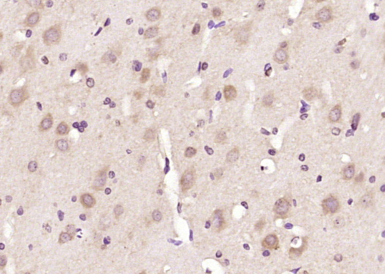 Wnt8b Rabbit pAb(bs-6245R)-50u