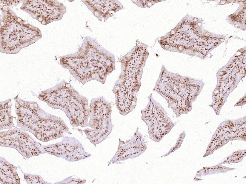 phospho-KLF5 (Ser311) Rabbit p