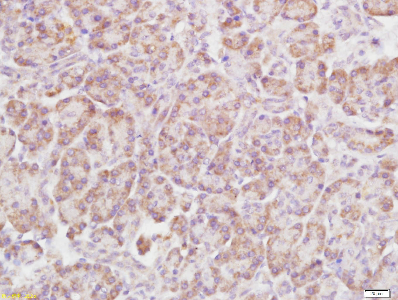 Rho B Rabbit pAb(bs-11142R)-50