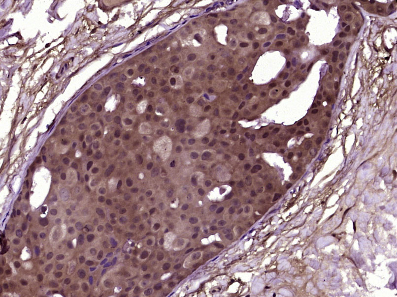 DUSP10 Rabbit pAb(bs-13035R)-5