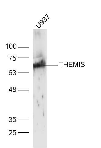 THEMIS Rabbit pAb(bs-12329R)-5