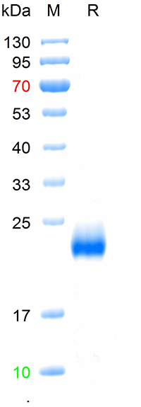 Recombinant human DR4 protein,