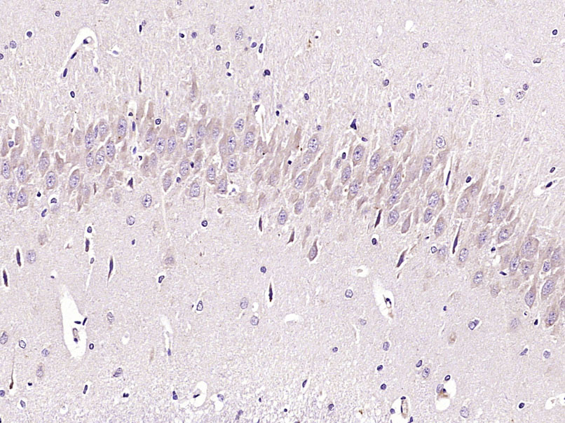 phospho-MEK1 (Ser298) Rabbit p