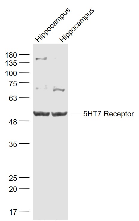 5HT7 Receptor Rabbit pAb(bs-12
