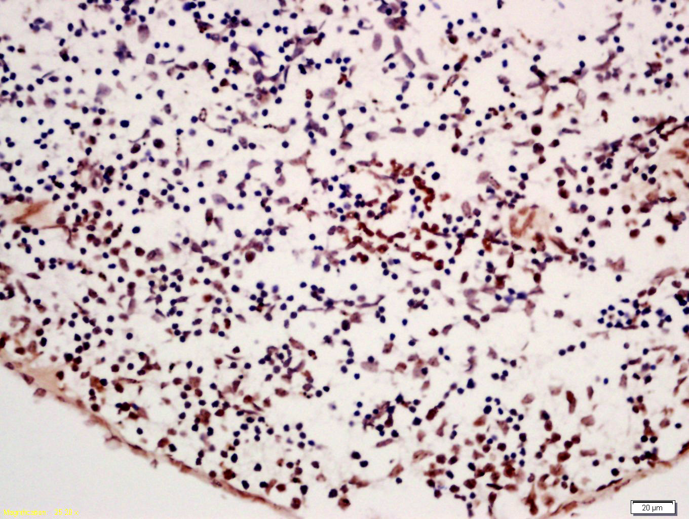 APOBEC3B Rabbit pAb(bs-12494R)