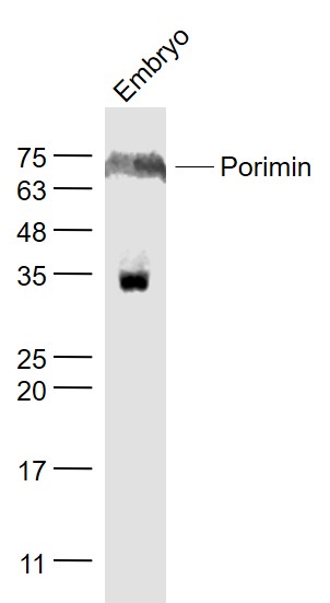 Porimin Rabbit pAb(bs-7674R)-5