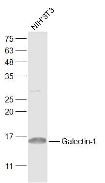 Galectin-1 Rabbit pAb(bs-10629