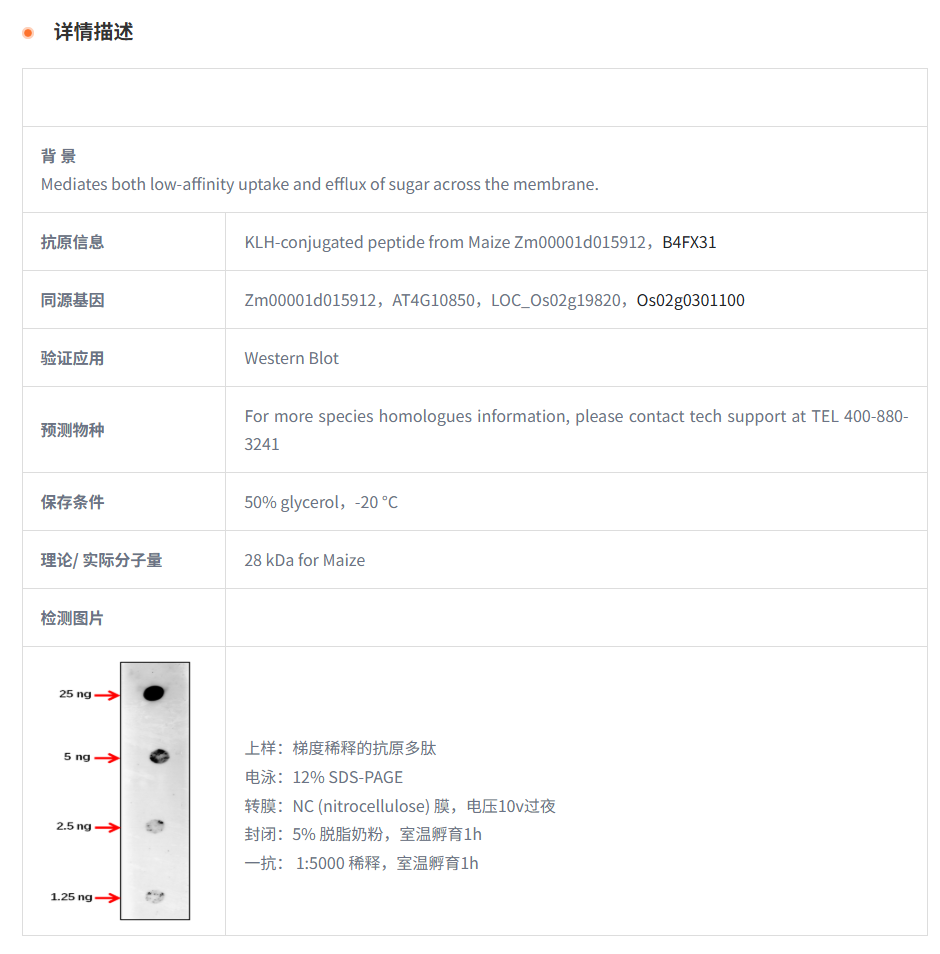 【植物抗体】Anti-SWEET4c/ Bidirectio