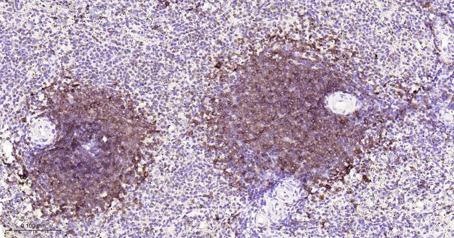 CD79a Mouse mAb(bsm-33449M)-50