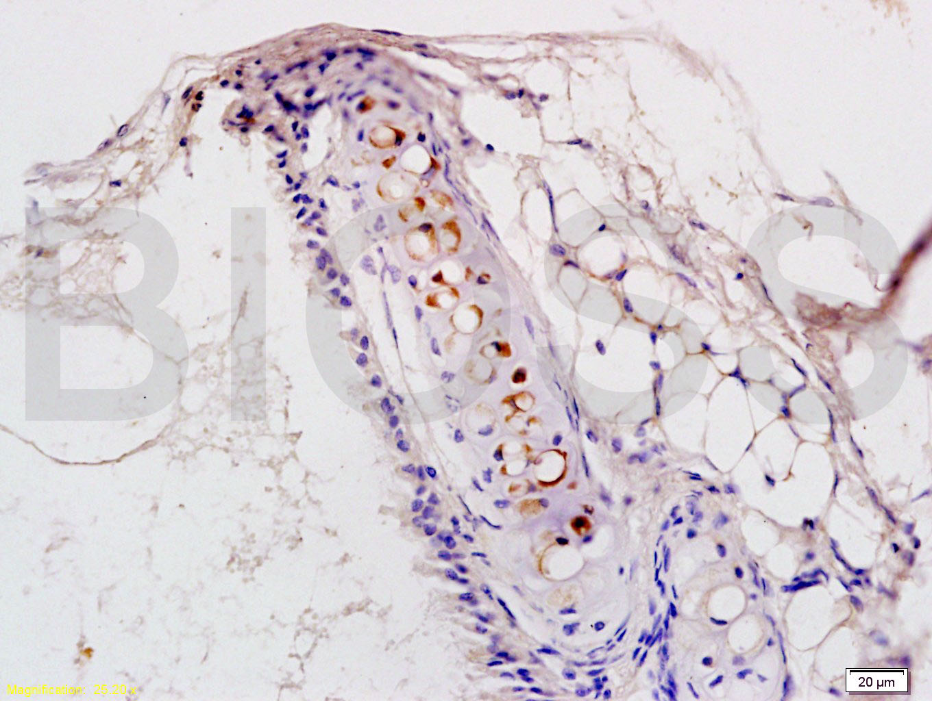 PAFR/PAF Receptor Rabbit pAb(b