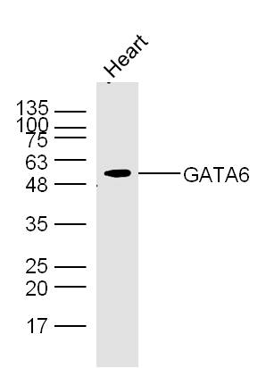 GATA6 Rabbit pAb(bs-1787R)-50u