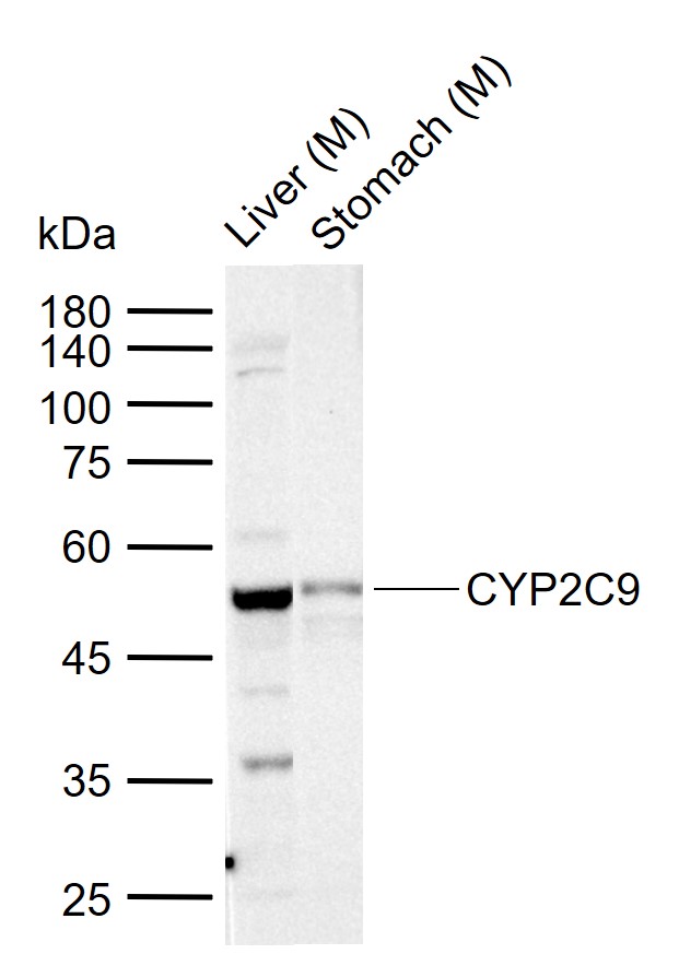 CYP2C9 Rabbit pAb(bs-2887R)-50