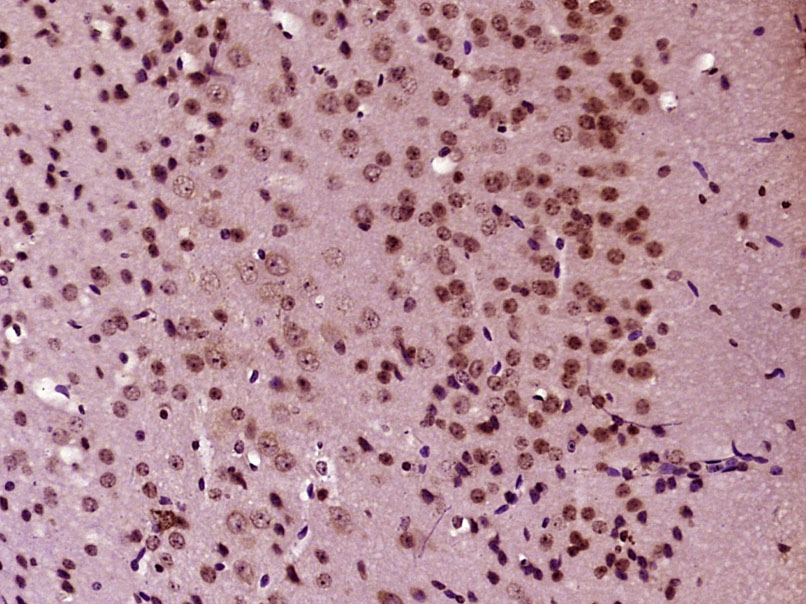 E2F8 Rabbit pAb(bs-4265R)-50ul