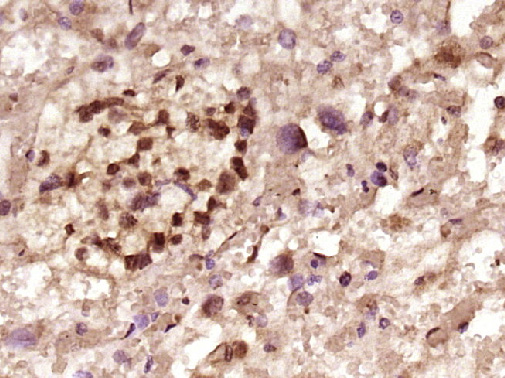 GATA2 Rabbit pAb(bs-6616R)-50u