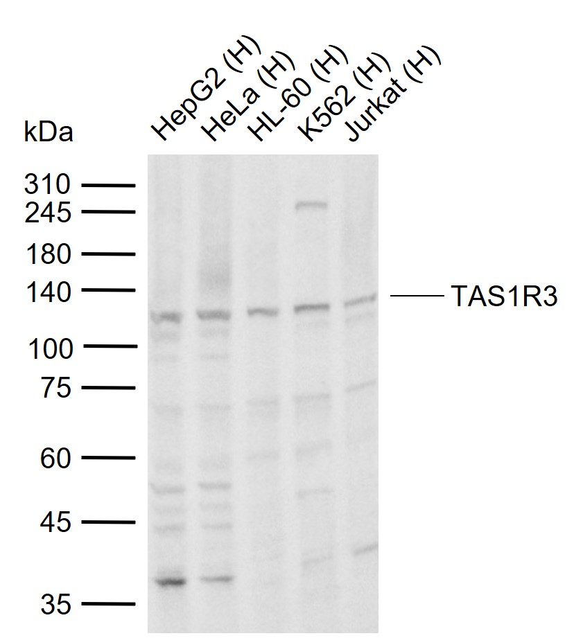 TAS1R3 Rabbit pAb(bs-23618R)-5