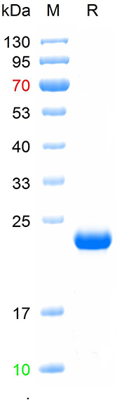 Recombinant human LHCGR protei
