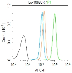 NF-H Rabbit pAb(bs-10680R)-50u