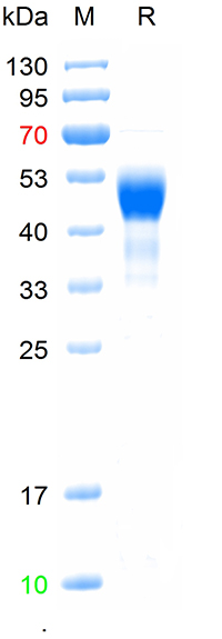 Recombinant human IGFBP3 prote