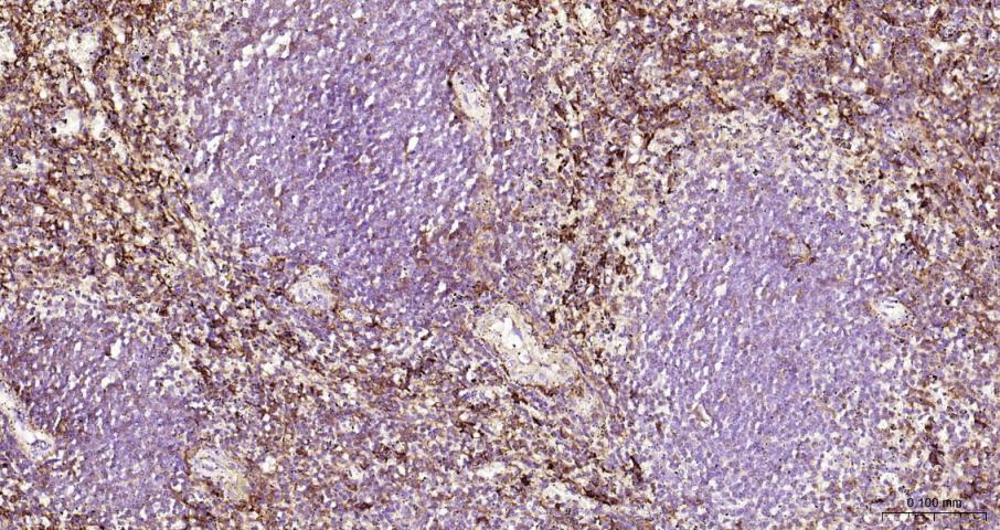 CD163 Rabbit pAb(bs-2527R)-50u