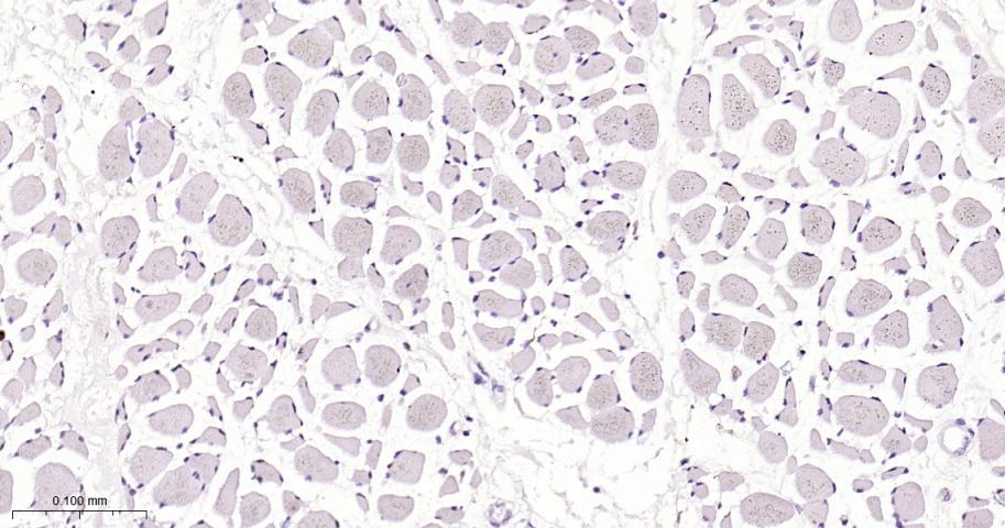 CD63 Mouse mAb(bsm-43117M)-50u