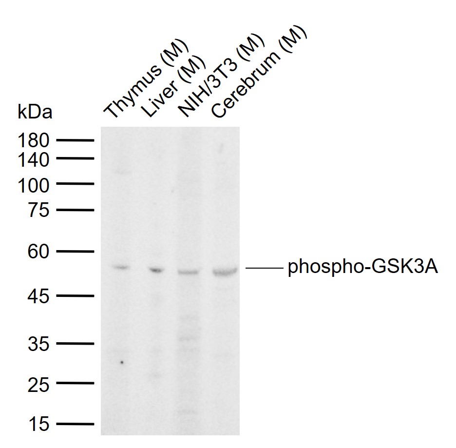 phospho-GSK3A (Ser21) Rabbit p
