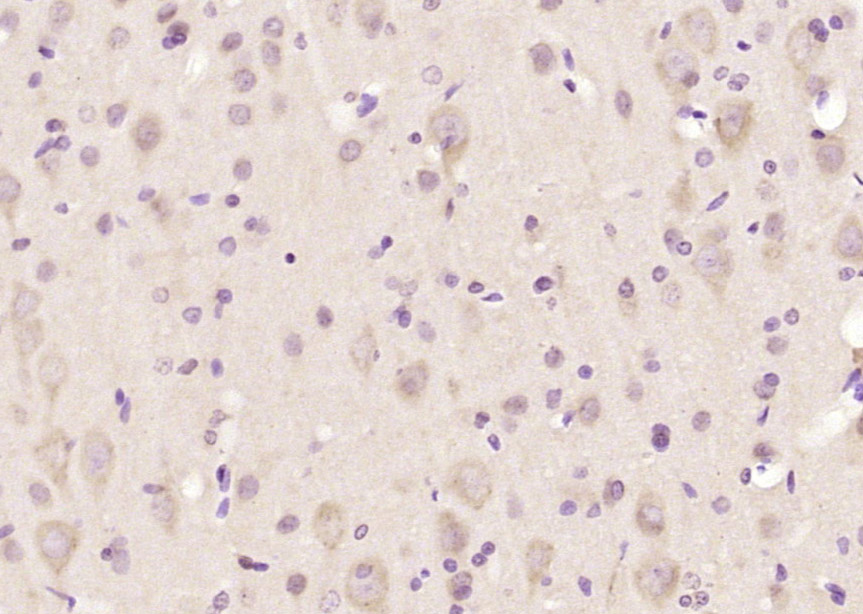 FKBP1A Rabbit pAb(bs-7450R)-50