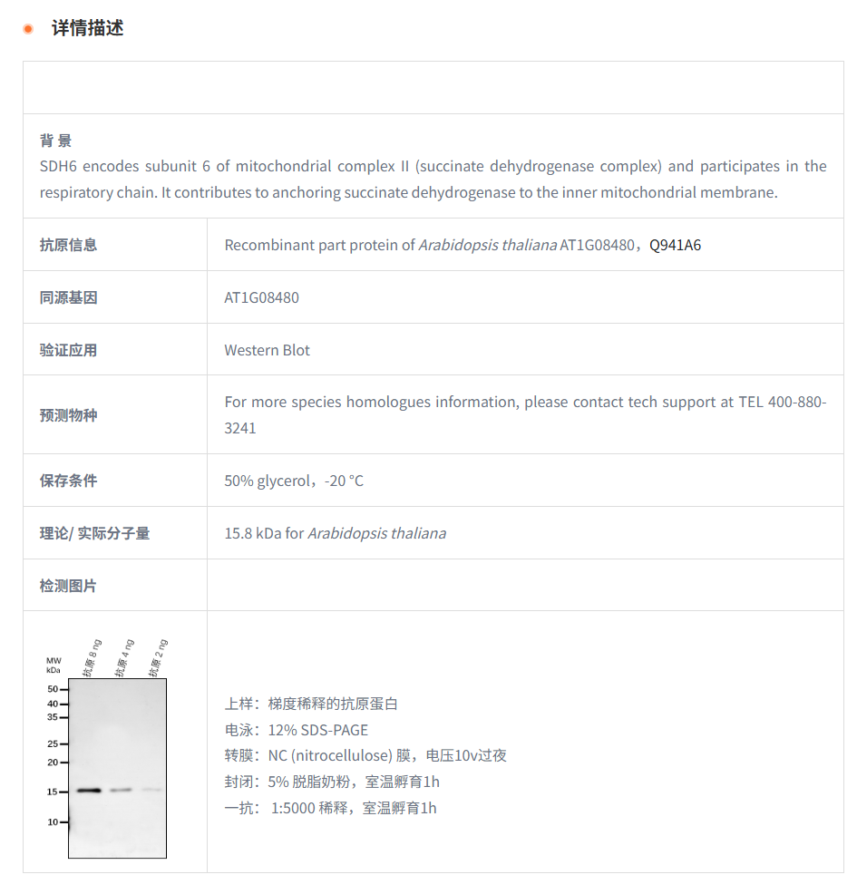 【植物抗体】Anti-SDH6/ Succinate deh