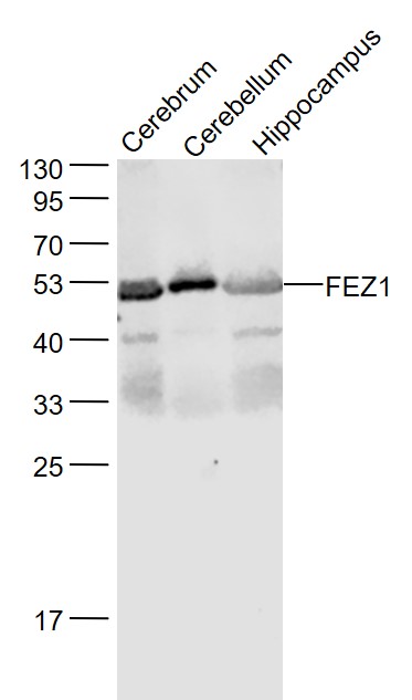 FEZ1 Rabbit pAb(bs-9721R)-50ul