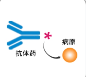 单克隆抗体的核心概念